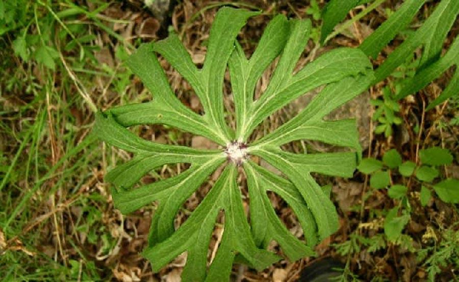 农村长着形状像一把破雨伞的野草,价值很有特点,你