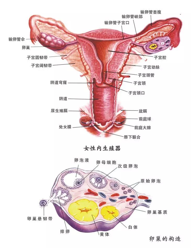 女人的下半身,决定下半生!