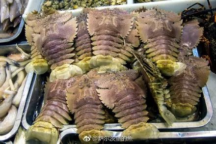 九齿扇虾怎么吃