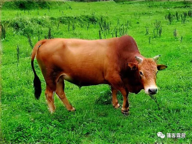 标志着"夷陵牛"即将成为中国黄牛的一个新品种.