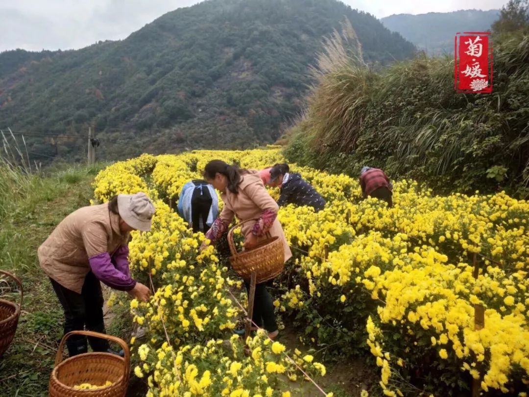 浓香入肺婺源正宗上等皇菊,却只要9.9元一罐!