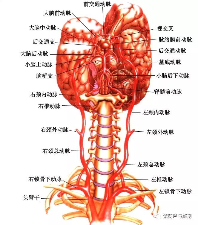 解剖| 头部的血管及分支(动脉)