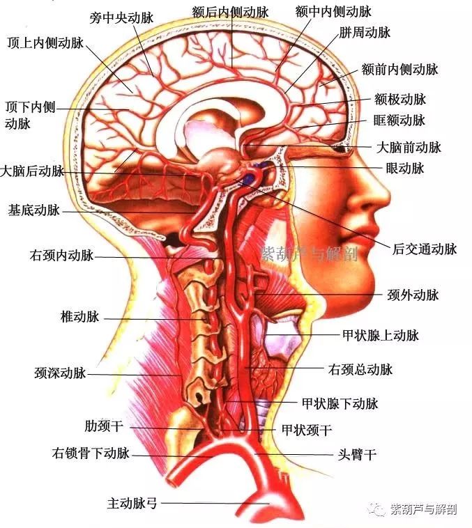 解剖| 头部的血管及分支(动脉)