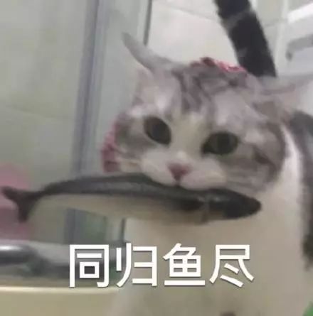 猫咪表情包同归鱼尽