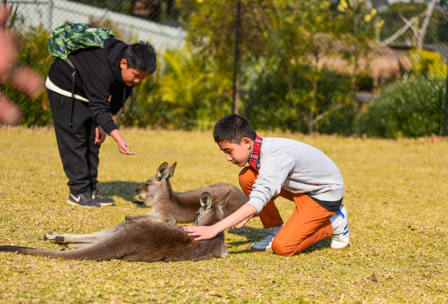 艾华澳游:澳大利亚别开生面的生物课,老师就带着学生在动物园里面尽情