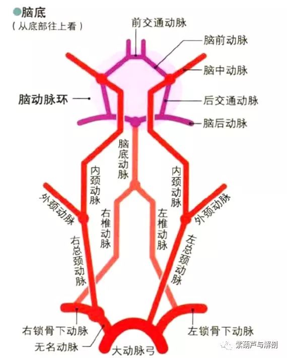 解剖| 头部的血管及分支(动脉)