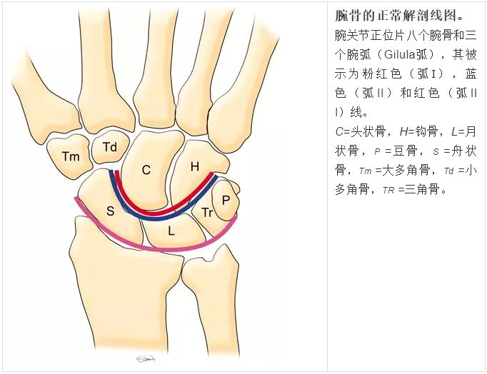 腕关节大全解剖骨折脱位值得收藏