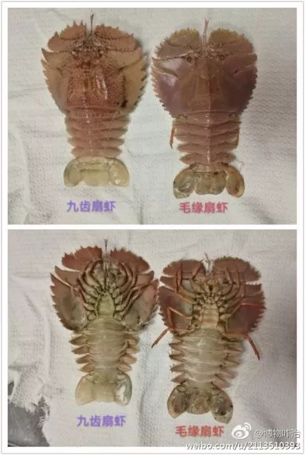 九齿扇虾怎么吃