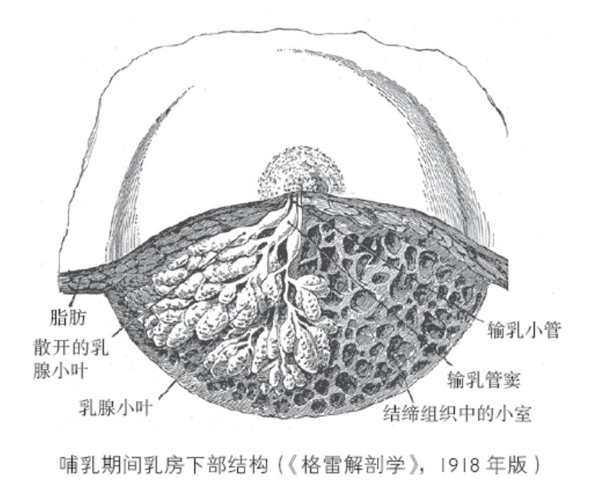 这些源自乳腺小叶的泌乳组织,韧带与腺管纠缠在一起可以形成网状结构