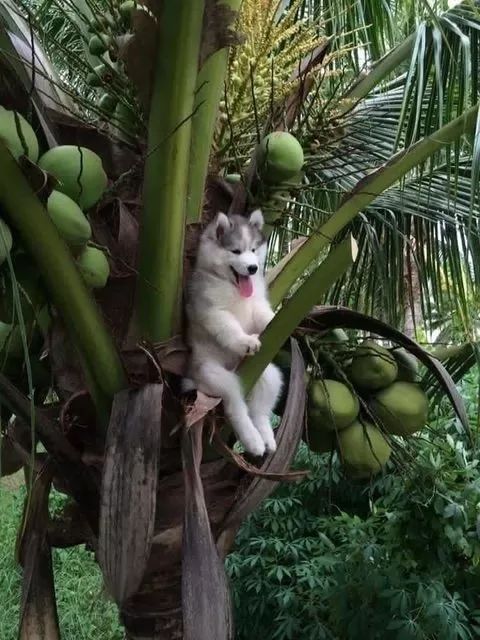 树在风中摇曳猜成语_风中凌乱