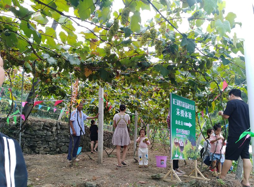 旅居习水隆兴葡萄节放开吃这都是给吃货打下的江山