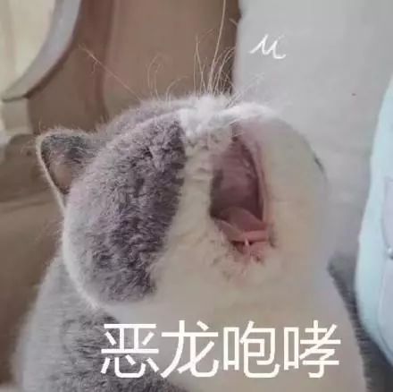 猫咪表情包:同归鱼尽!