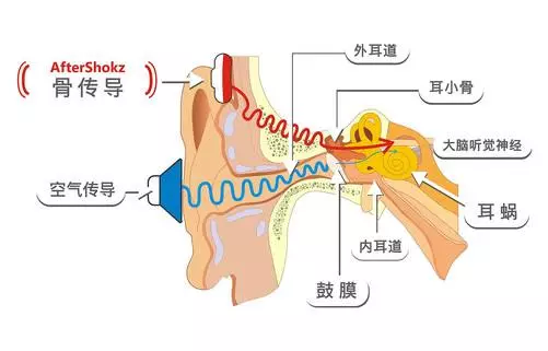 长沙解放东路惠耳听力:骨传导,—种被忽略的传送通道