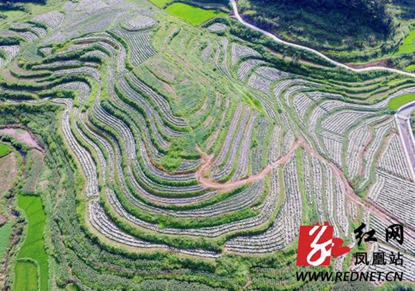 凤凰县千工坪镇关田山村近百亩七月菊开满山坡.