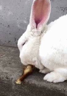 听朋友说兔子也会吃肉,第二天喂了一只鸡腿后,这兔子要成精了!