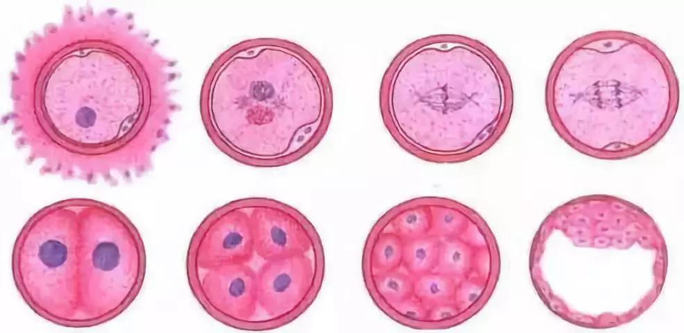 胚胎着床是种什么感觉呢