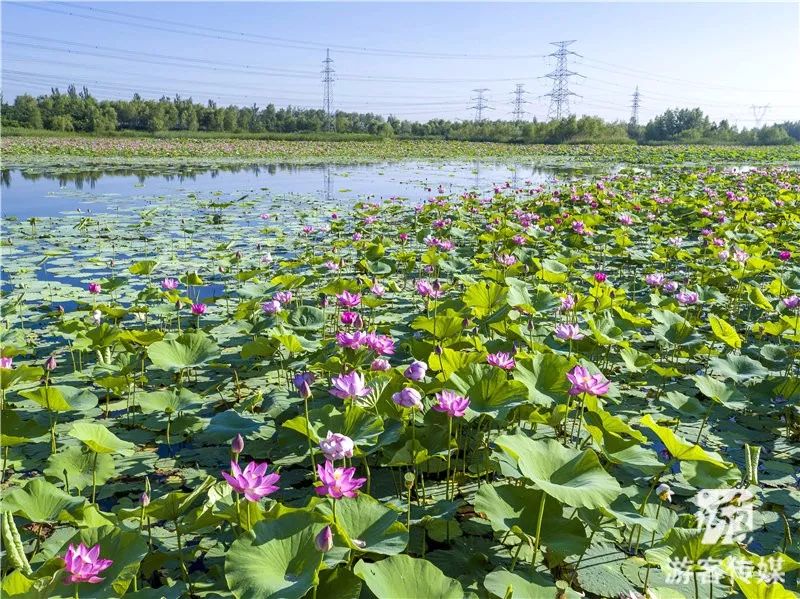 推荐|铁岭莲花湿地景区