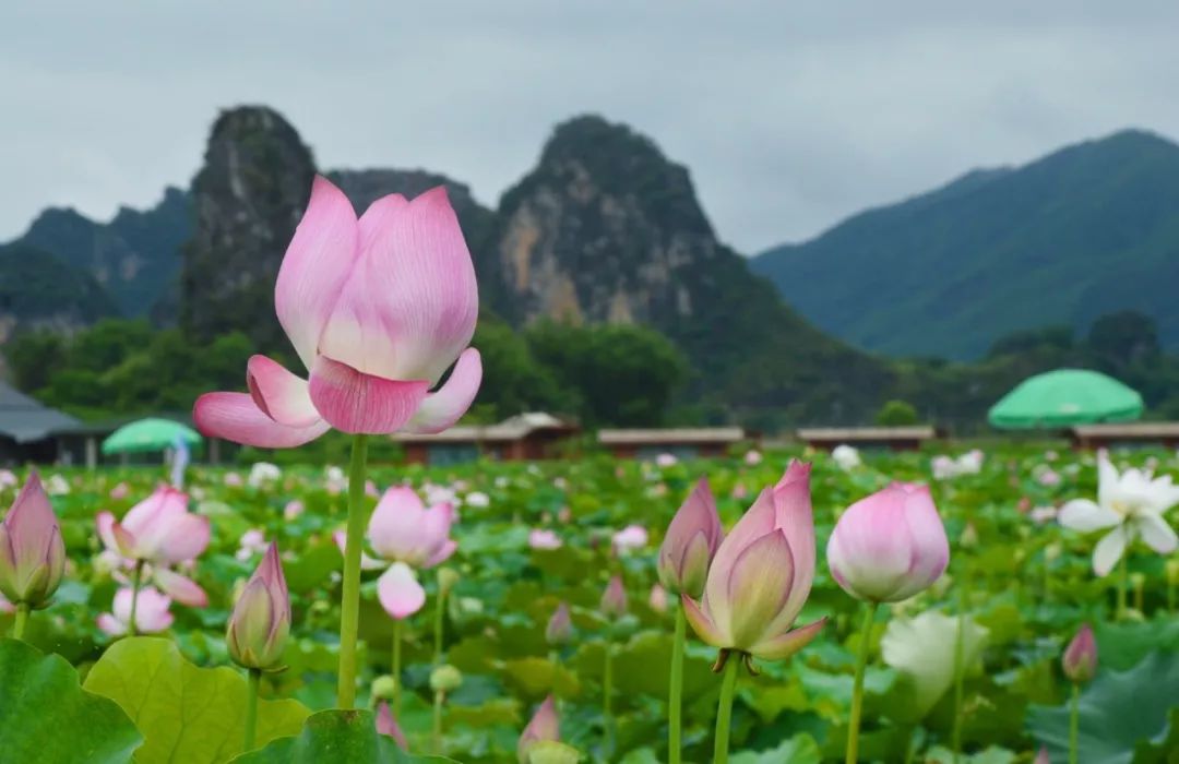 龙腾峡高空玻璃河道漂流,九龙小镇二日游