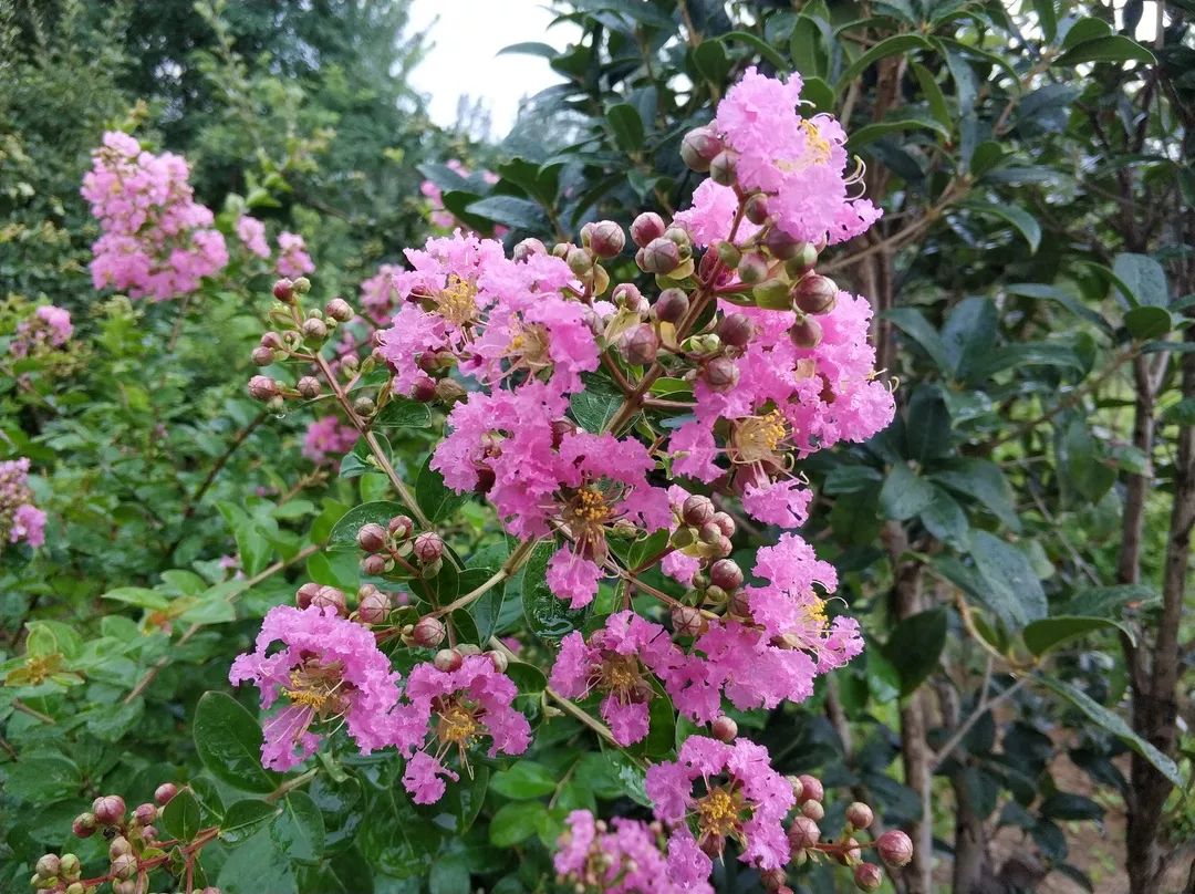 雨中花韵