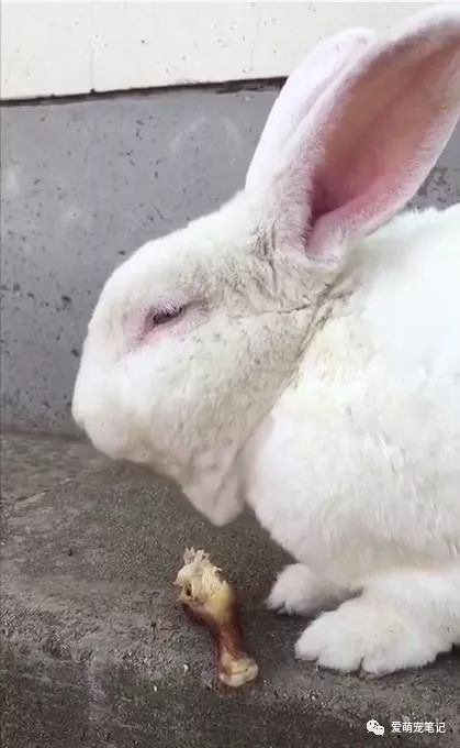 兔子为什么不吃肉
