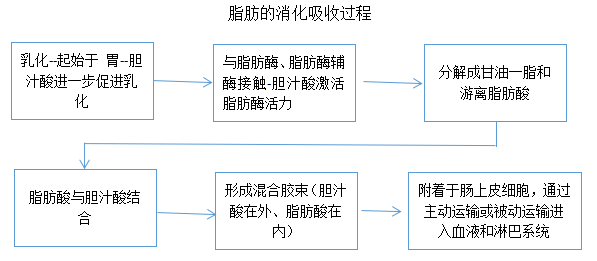 脂肪的消化吸收过程胆汁酸在脂肪的乳化,消化,吸收全过程,都发挥其应