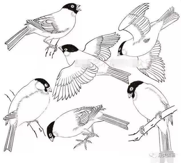 工笔鸟的步骤画法技法示范，灰雀工笔画法步骤，工笔鸽子的作画步骤