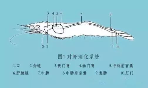 南美白对虾肝胰腺的形态结构,发育过程和病变过程