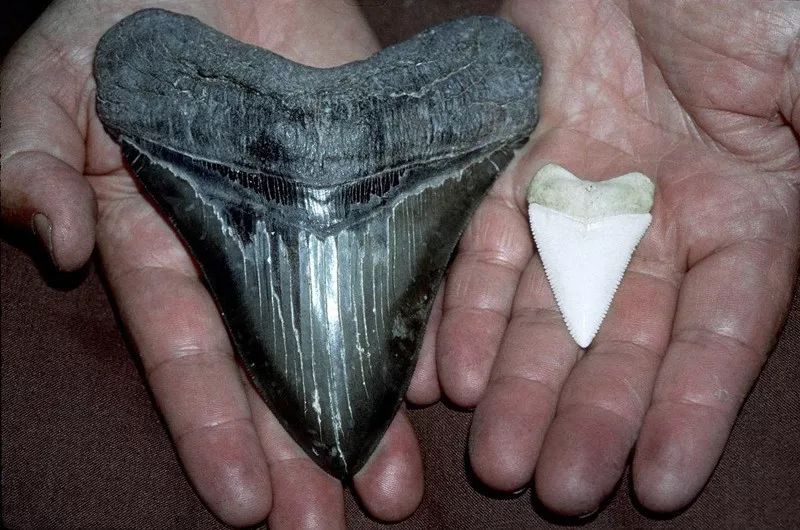 成年巨齿鲨最大的牙齿长度在15~20厘米之间,与大白鲨的牙齿形成鲜明