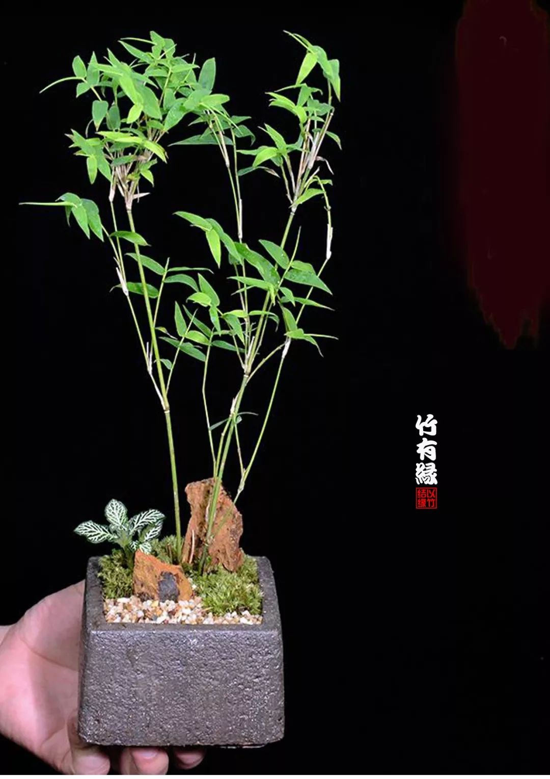 《凤尾竹/米竹养植宝典(养竹必备)