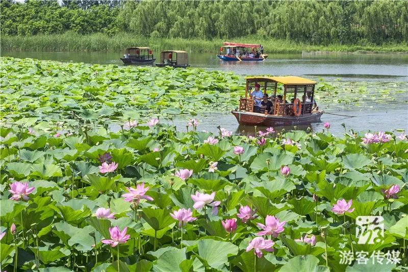 推荐|铁岭莲花湿地景区