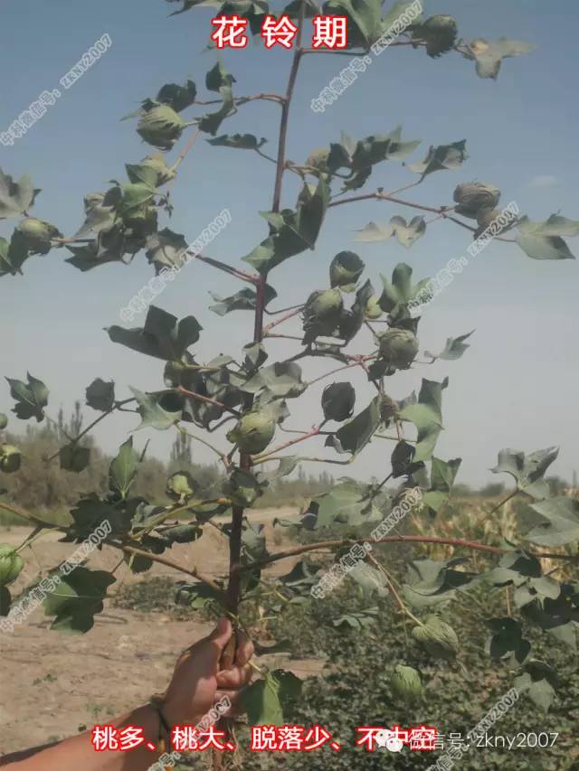 棉农必读棉花7月份花铃期的田间管理