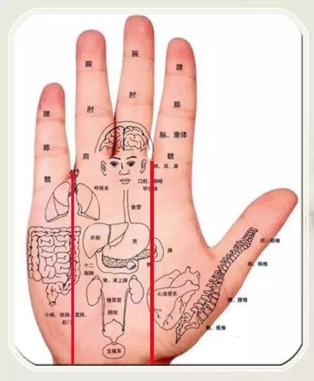 手是五脏的晴雨表,并且与五脏相互对应:手与脏腑通过经络和经筋相