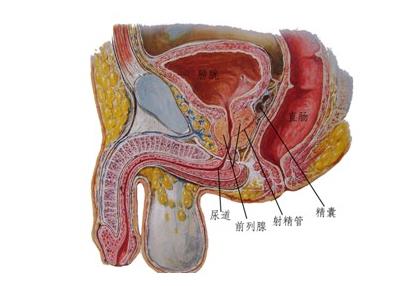 免疫因素当男性的血睾屏障因为某些因素被破坏时会使得自身的免疫系统