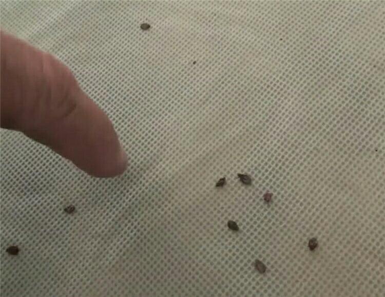 男子在床上发现9只蜱虫 掰开床沿后令人炸毛