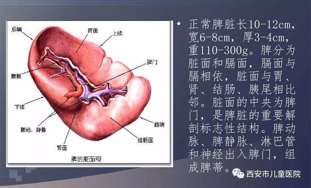 脾损伤——正确诊断治疗很关键,防止意外伤害更重要