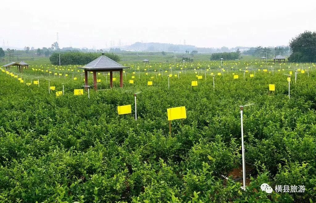 约吗?九月初 中华茉莉园 花海景区 开放