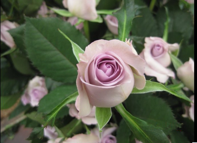 最常见的玫瑰花:26种?