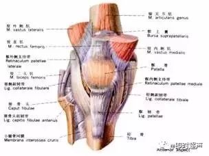 膝关节解剖和9种膝关节结构正常声像图