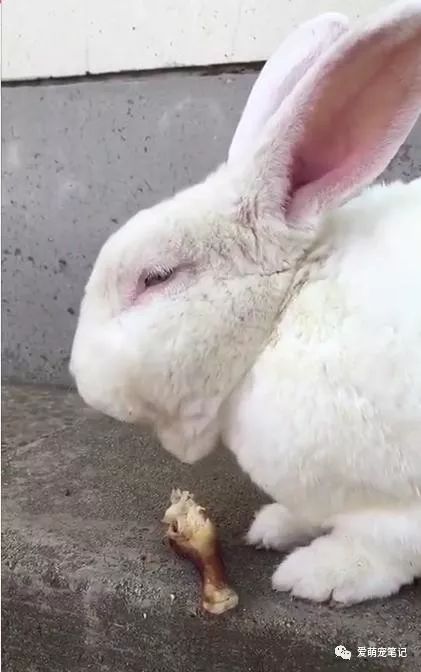 兔子为什么不吃肉
