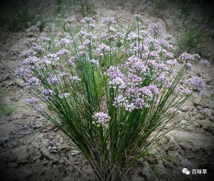 反哺山野 百味萃丨麻麻花 山葱花 野韭花欣赏