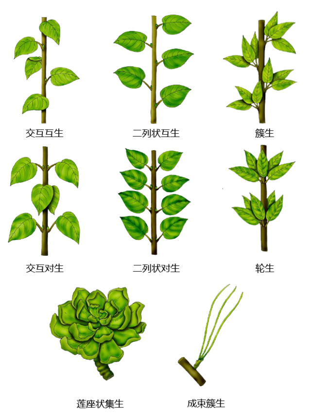>>所属分类 >> 植物百科   单双子叶区别 茎 根的类型 花穗 裸子植物