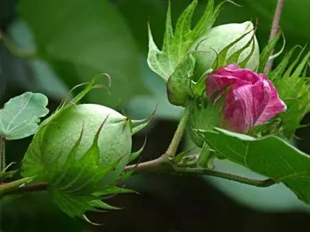 要想棉花秋桃盖顶 合理把控水肥是关键