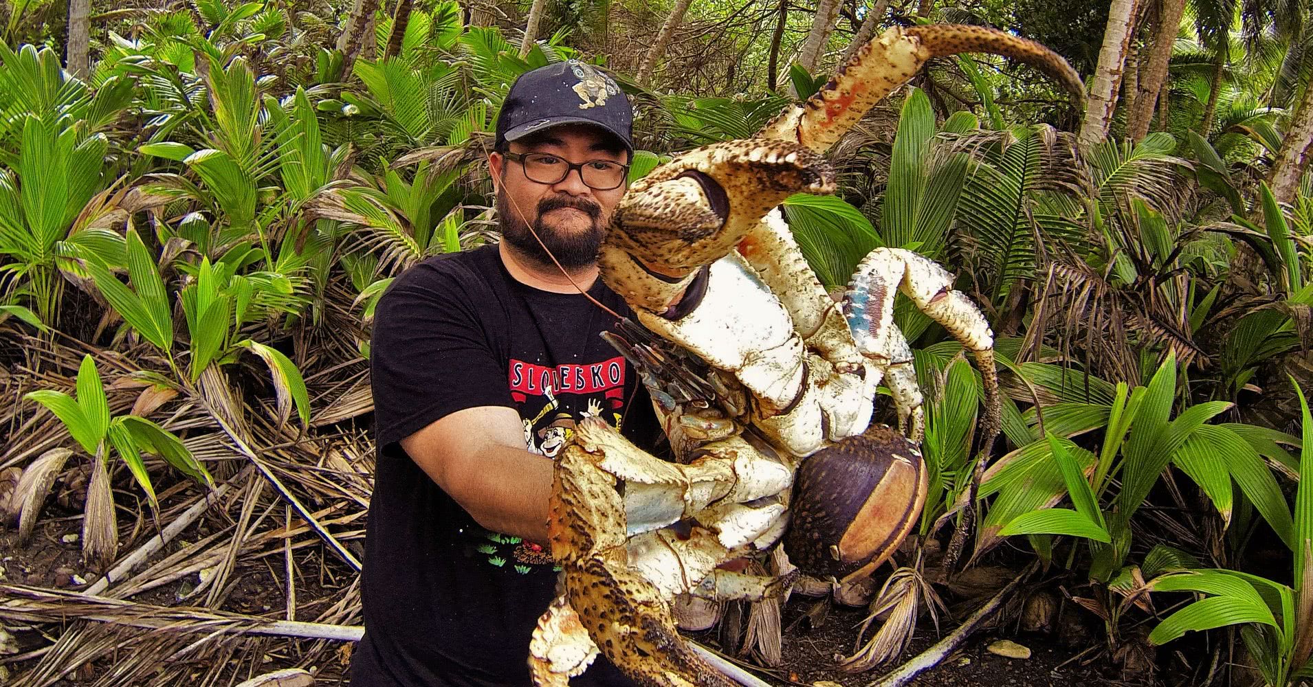 陆地上最大的螃蟹,爬树下水无所不能,寿命长达50多岁!
