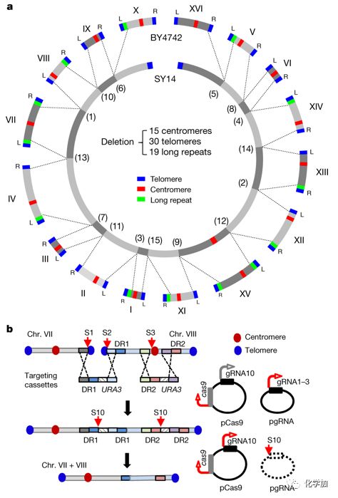Nature 中国人工合成生命里程碑 创建国际首例人造单染色体真核细胞