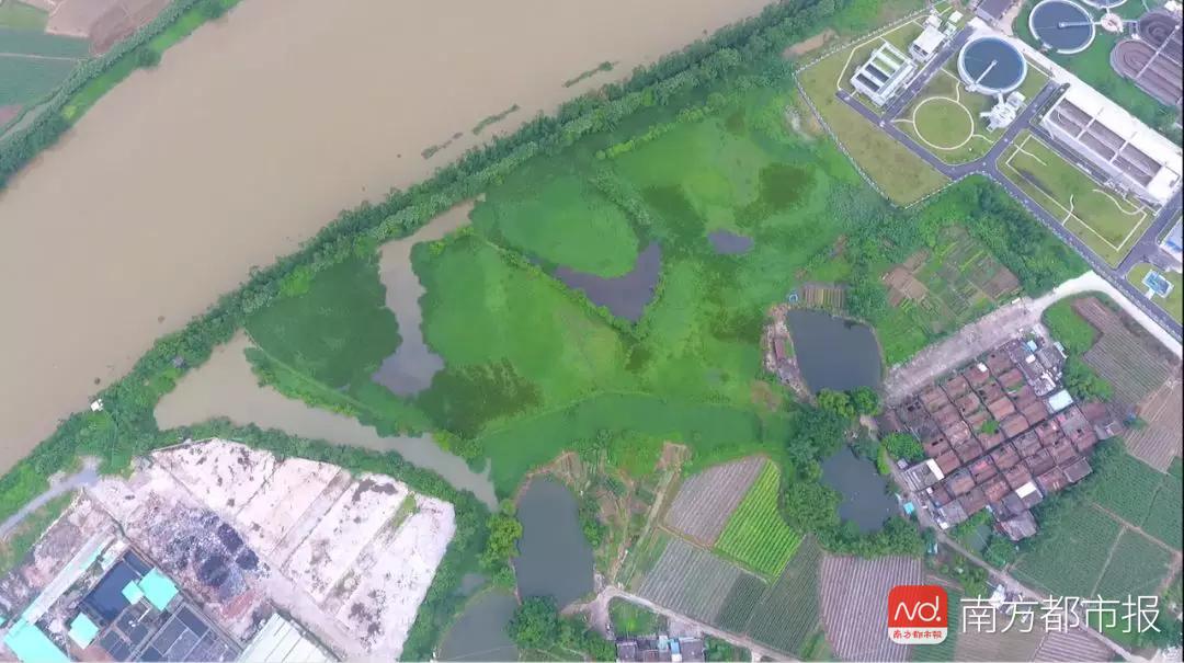 湿地公园建成后,将与周边的凤朝,鹤湾两条拟打造的美丽乡村示范村相