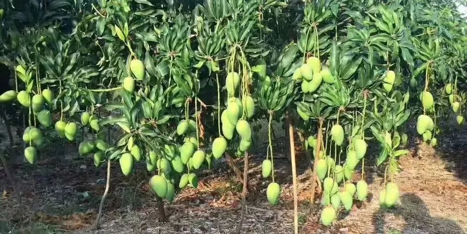 一直以来都被广泛应用于农业生产中,在芒果的种植过程中应用也十分