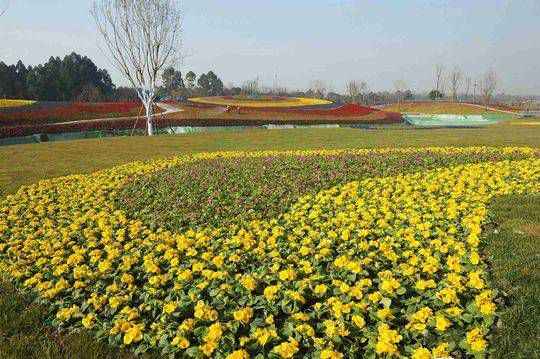 定了!天府芙蓉园10月开园,武侯邀你首批围观3万余株芙蓉花齐齐绽放!