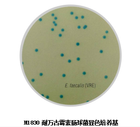 耐万古霉素肠球菌显色培养基