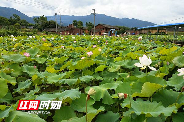 九九艳阳天简谱歌谱