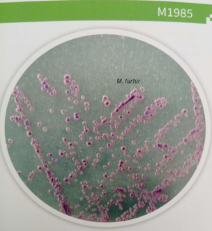 马拉色菌显色培养基